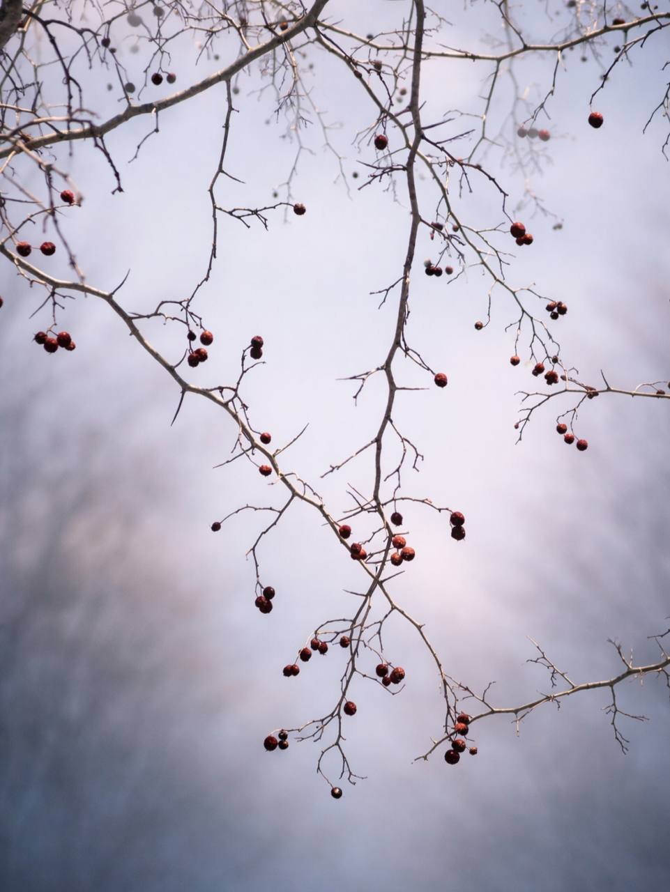 Ура! Ботанический сад снова открыт для посещения Ура! Ботанический сад снова открыт для посещения