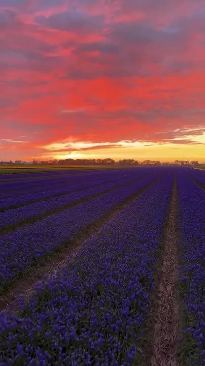 ������ ����!. ������� ������������� ���� ������������ ������� ���������� ����������� � ���� ���� �������� ������� ����� ��������� (1965) � ������������ ������������� ����������� ������� ������� ����� (1983)