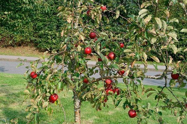 ������ ���: ����� ����� ����������� � ���������� ������� �������