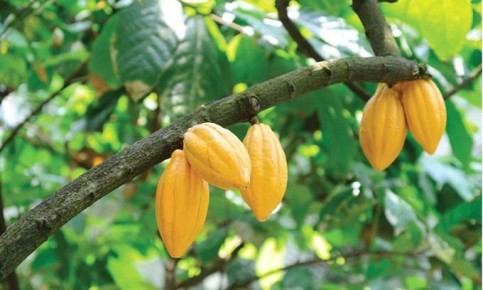 Шоколадное чудо: Как растет какао-дерево и его волшебство в магазине