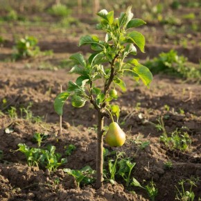 Как защитить груши от ржавчины: простой план действий