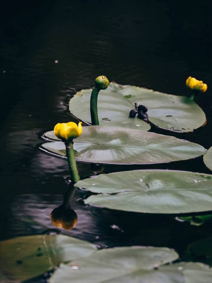 Ура! Ботанический сад снова открыт для посещения Ура! Ботанический сад снова открыт для посещения