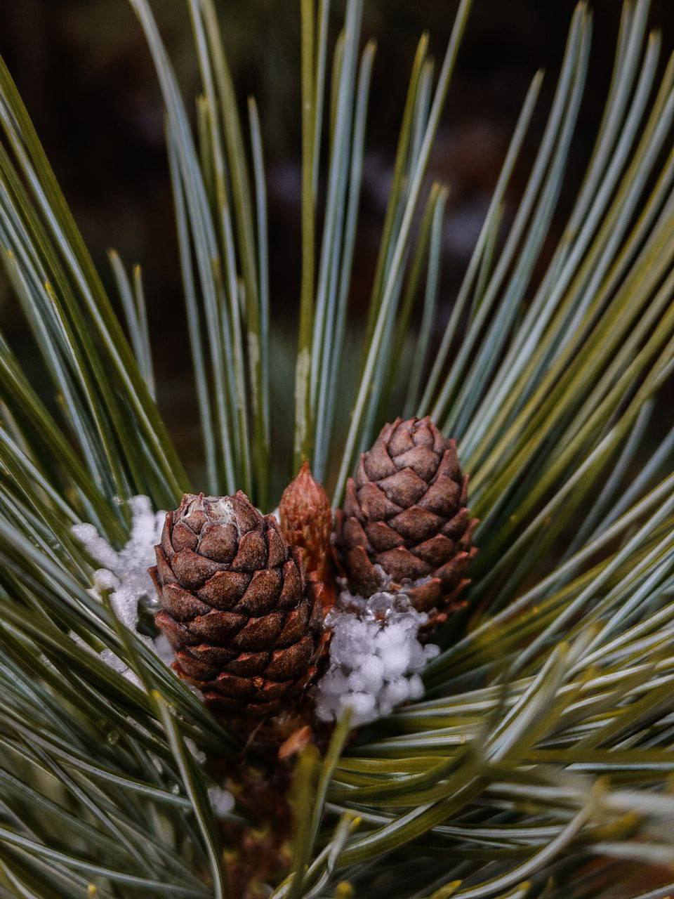 Ура! Ботанический сад снова открыт для посещения Ура! Ботанический сад снова открыт для посещения