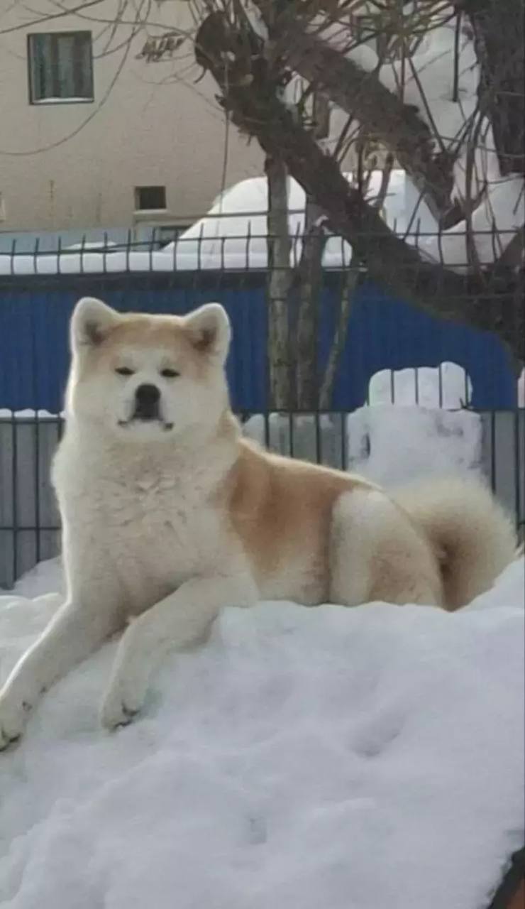 Вознаграждение выросло до 100 тысяч: пропавшую акита-ину продолжают искать на Сахалине Вознаграждение выросло до 100 тысяч: пропавшую акита-ину продолжают искать на Сахалине