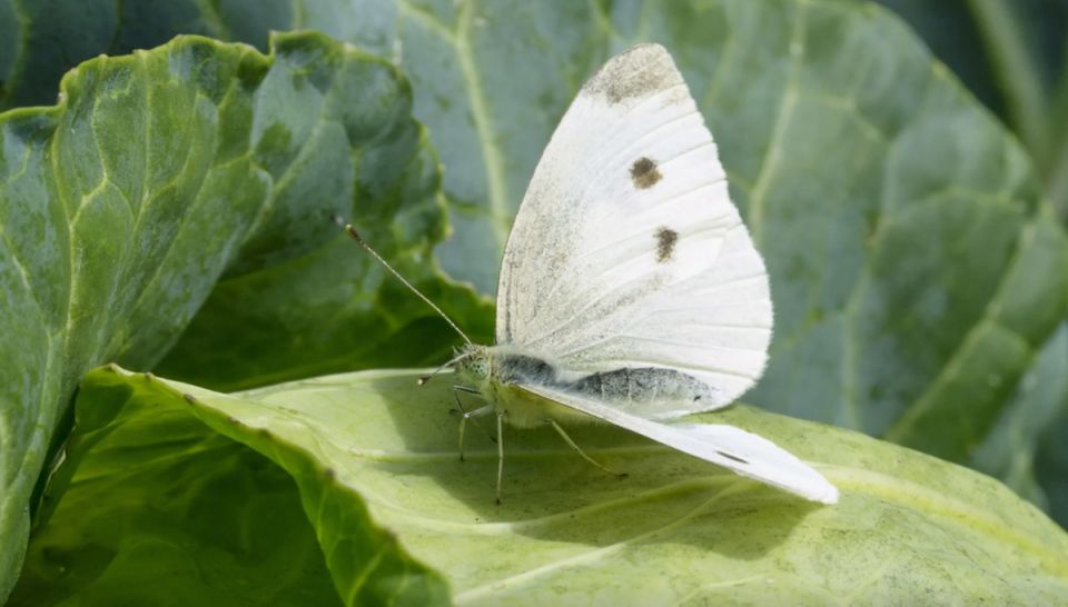 ����� � ��������� ��������: ����������� ������ � ����������� ������