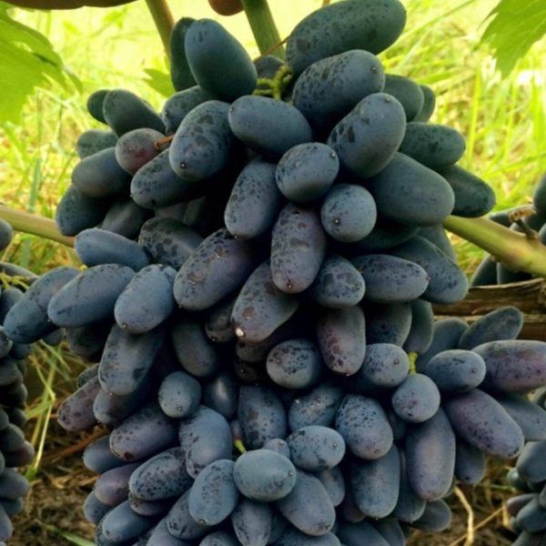 �������� �������: �������� ������ �������� � ���������� ������ � ����������������