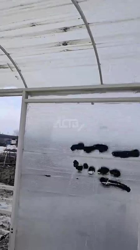 ����� ����������� ��������� "�������" �� ������ �� ����-����������