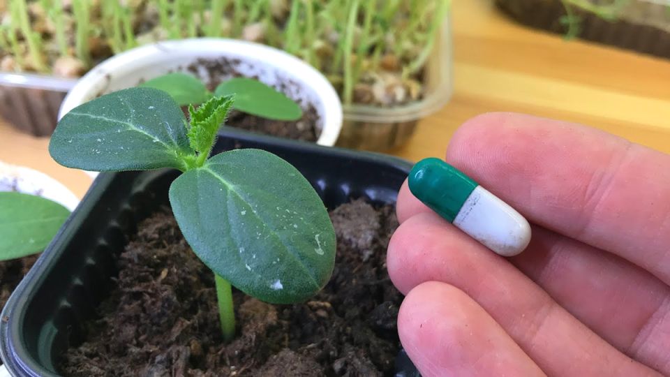 ��� ���� �������� ����� ����������� ���� �������: ������� ��������� �����������