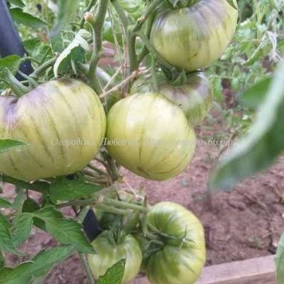 ����� ������� ���: ��� ��������� ������ �������� � ���������� ������