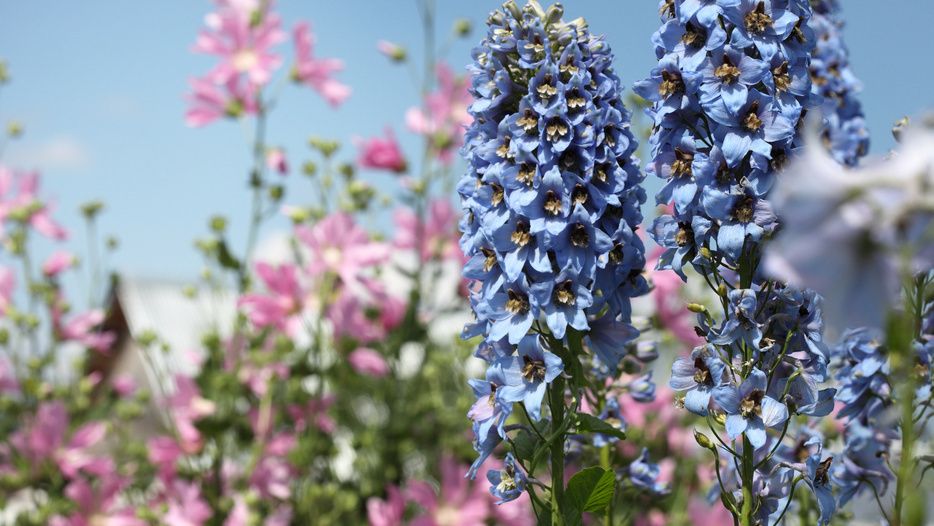 ������� ��������� ����������� ������������: ��������� ����� ��� ���� � ������� ���������