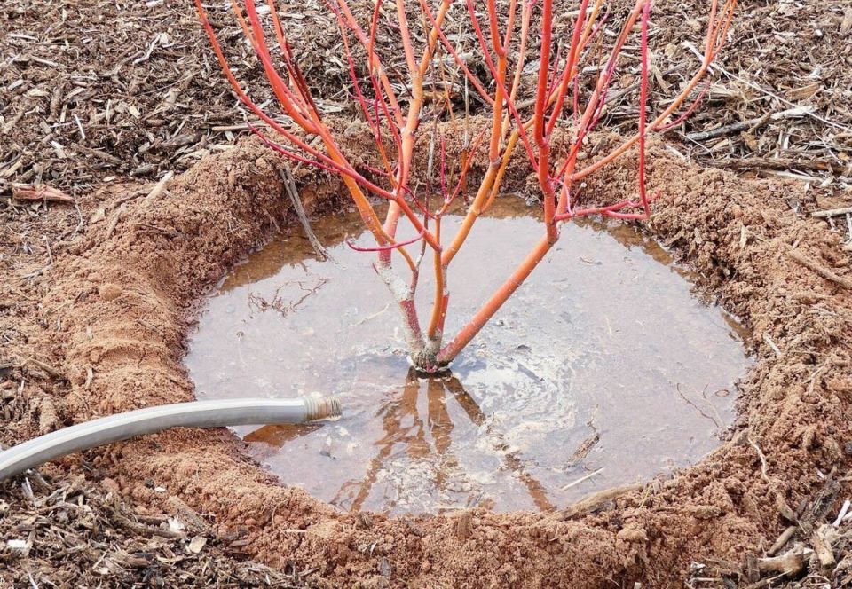 ����� ������ ����� ������������� �����?