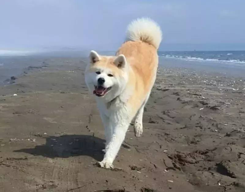 Вознаграждение выросло до 100 тысяч: пропавшую акита-ину продолжают искать на Сахалине Вознаграждение выросло до 100 тысяч: пропавшую акита-ину продолжают искать на Сахалине