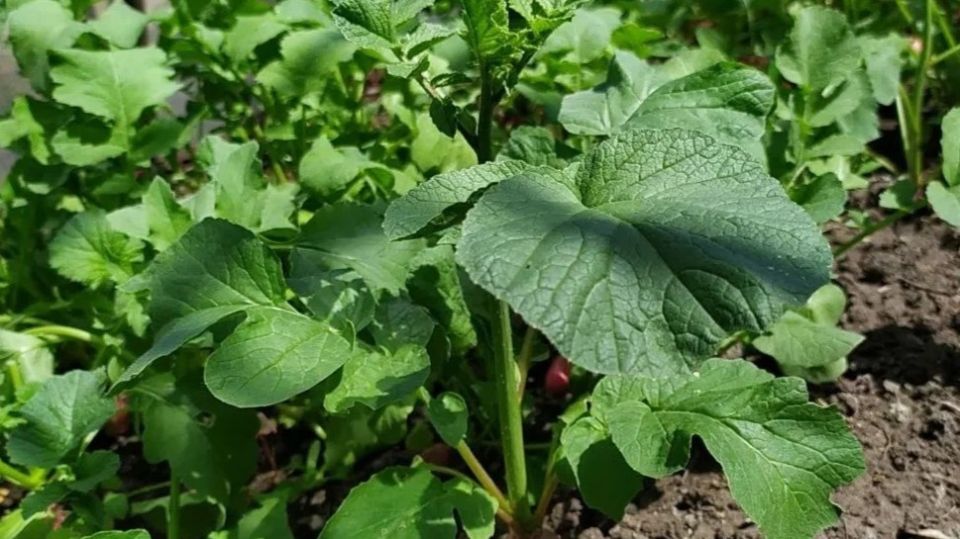 ��� �������� ������������ �������: �������� ������ ��� �����������