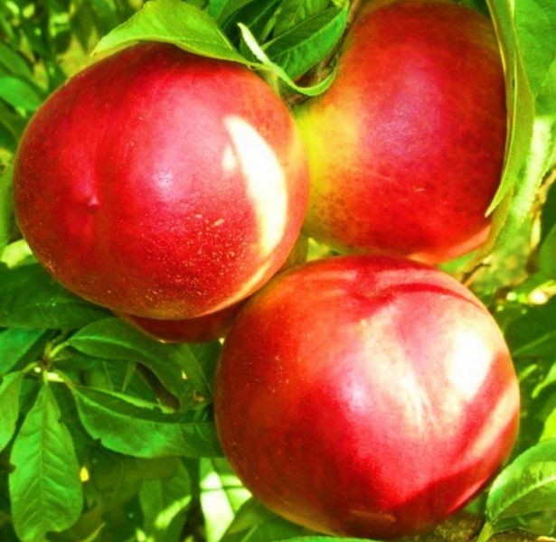 ������ �������� ����� ��� ����: ������� ������ � ���������� ��������