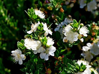 Первые шаги в мире комнатных растений: как выбрать идеальные цветы для начинающих