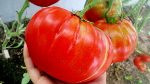 Томаты на грядке: откройте для себя 7 лучших мясистых сортов для вашего огорода