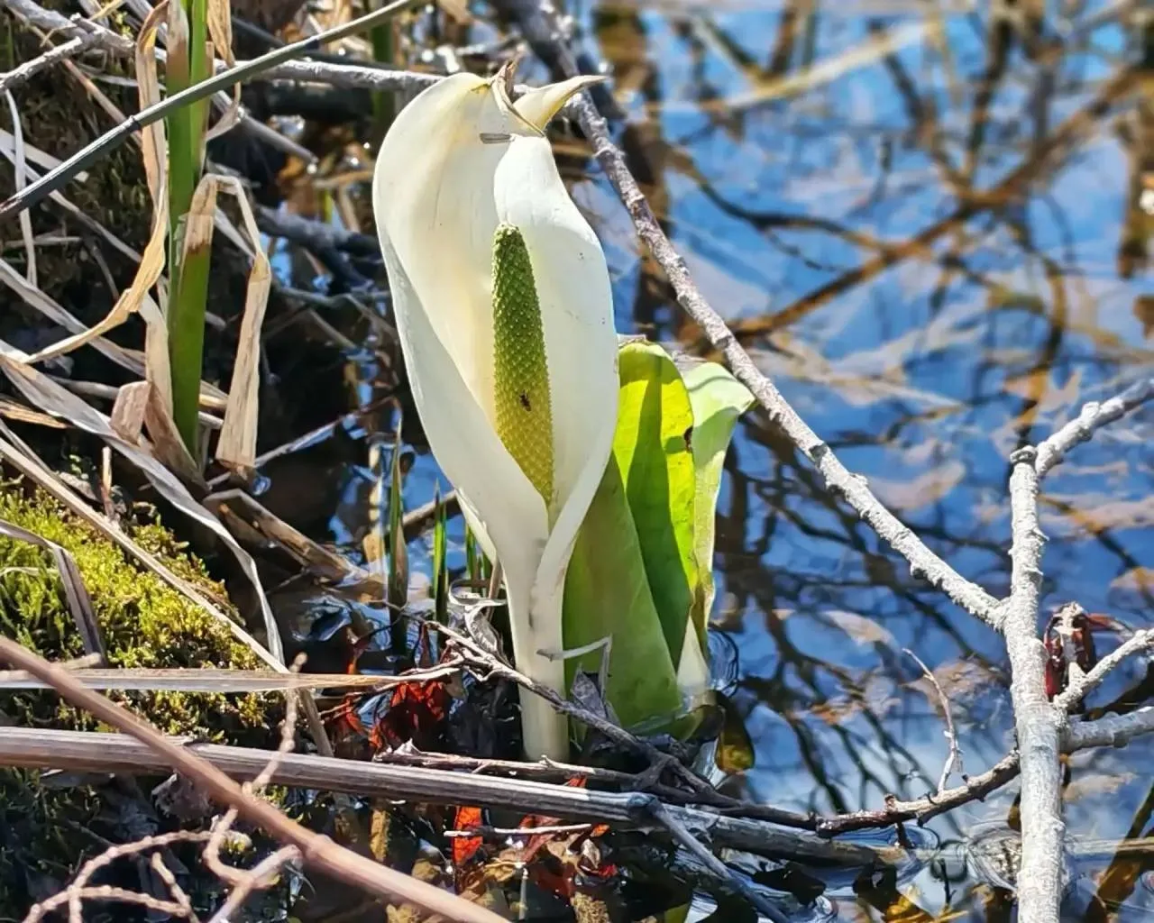 Весна на Кунашире. На Курилах весна наступает неравномерно Весна на Кунашире. На Курилах весна наступает неравномерно