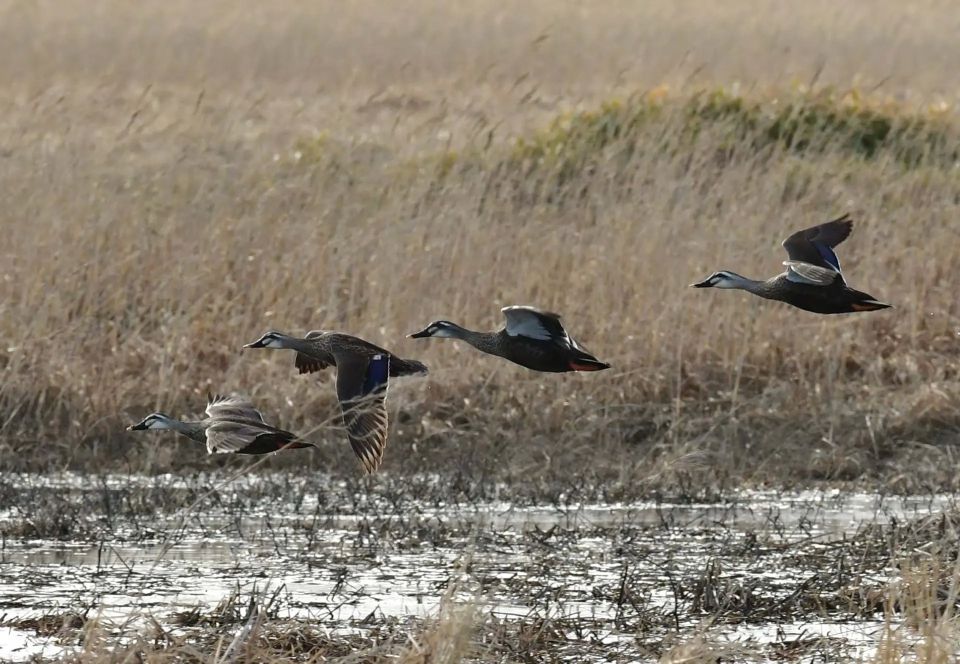 ��������� ������ �������� ����������� �� ��������