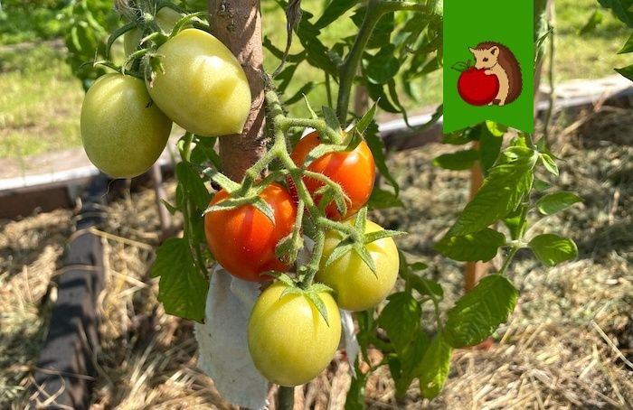 ��� �������� ����� ������ �������: �������� ������ ��� ��������