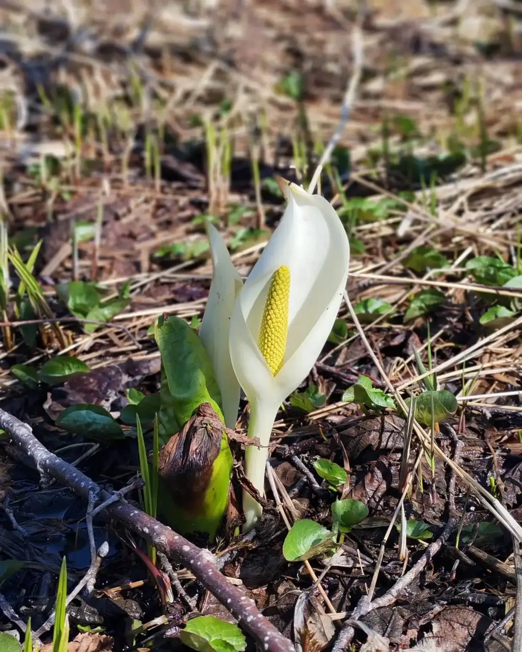 Весна на Кунашире. На Курилах весна наступает неравномерно Весна на Кунашире. На Курилах весна наступает неравномерно