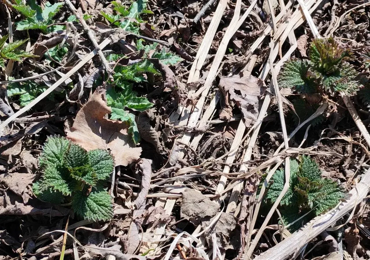 Весна на Кунашире. На Курилах весна наступает неравномерно Весна на Кунашире. На Курилах весна наступает неравномерно