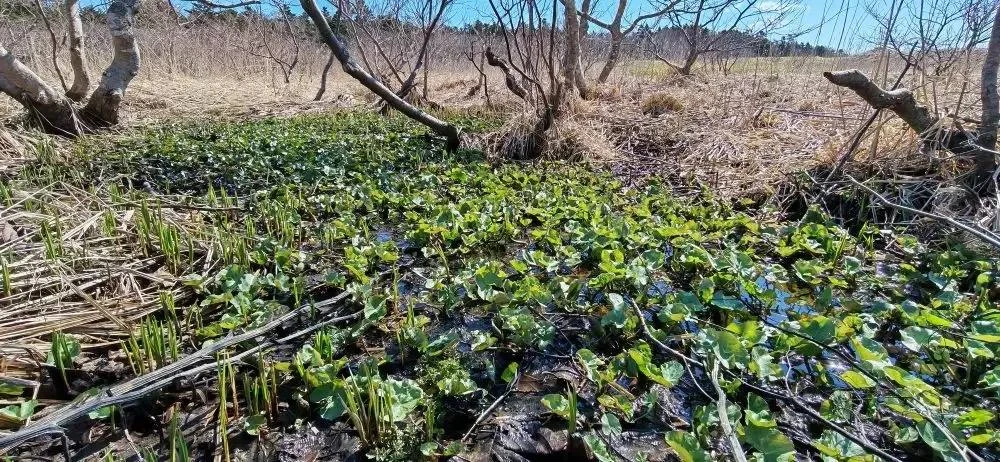 Весна на Кунашире. На Курилах весна наступает неравномерно Весна на Кунашире. На Курилах весна наступает неравномерно