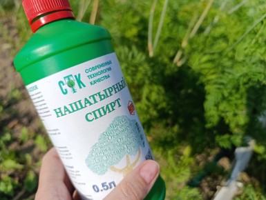 Как нашатырь может стать незаменимым помощником в вашем саду