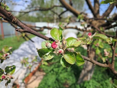 ��� ������������� ������� �������� ��������: ��������� ������� ����