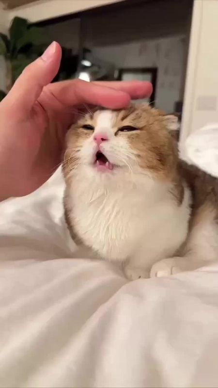 ������ ����, ������� � ������