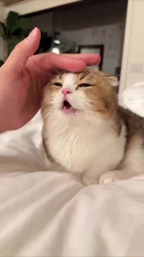 ������ ����, ������� � ������