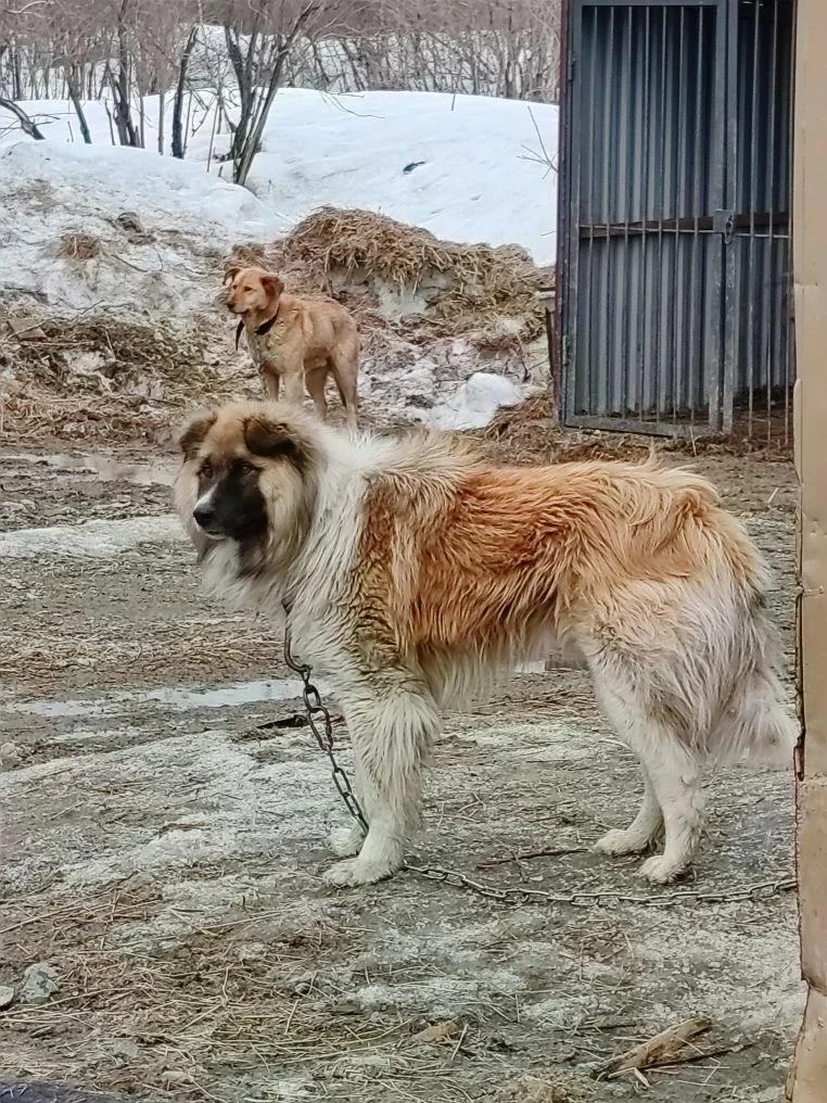 Тымовские пожарные построили будки для бездомных собак Тымовские пожарные построили будки для бездомных собак