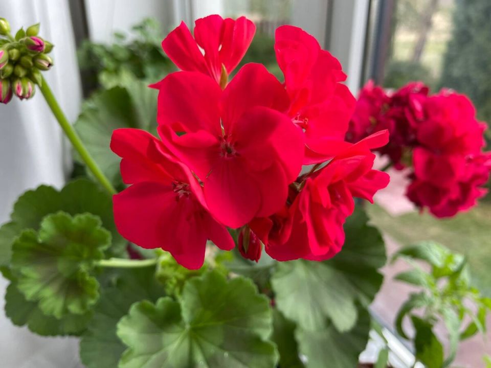 ������� ������������ ����������: ������ ��� ����������