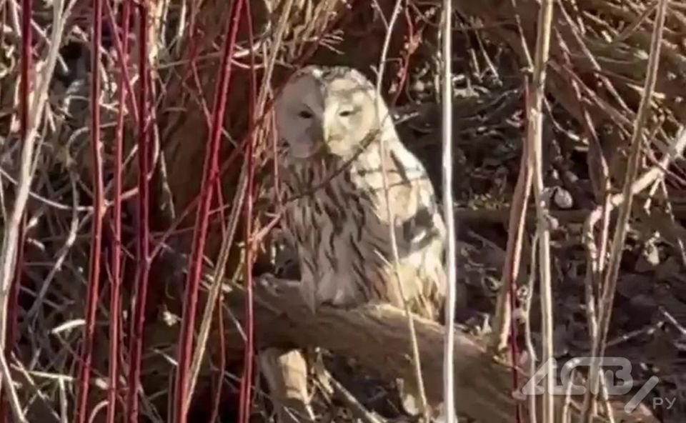 ����� ��������� ���� ����� �� ��������