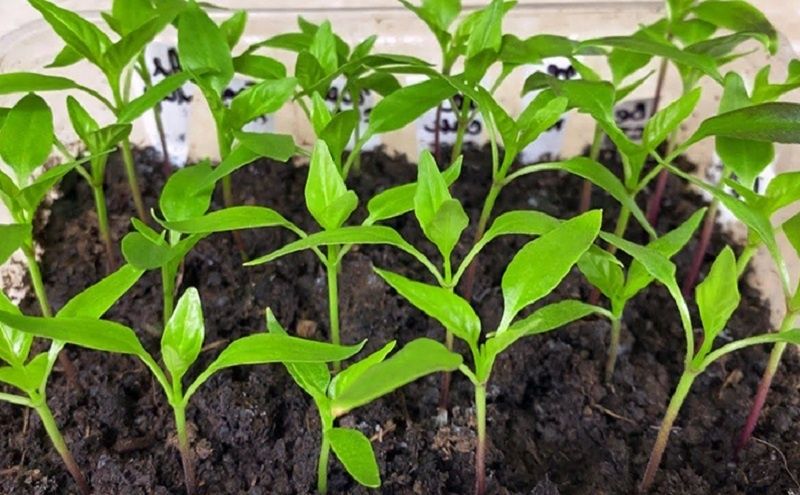 ������� �������� ������������ ����� �����: ��� �������� ������� ������ ����� �� ���� ����