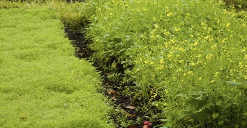 ��������: ��� ������� ����� ����� ���� �����