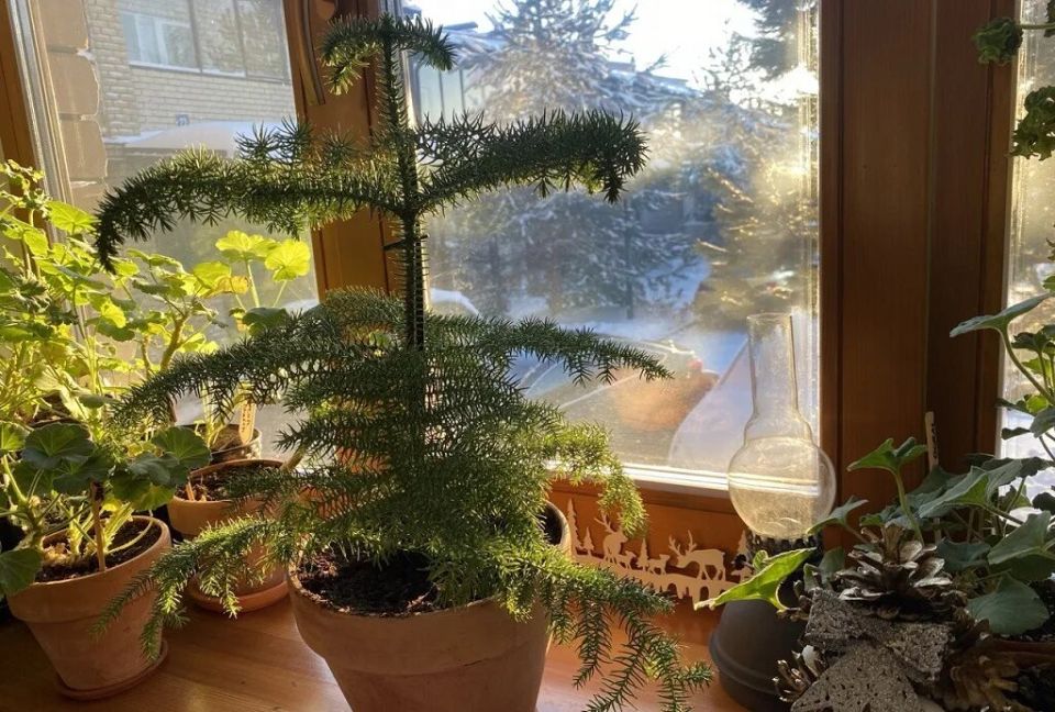 ������� �����������: ������ ��������� ������ ����