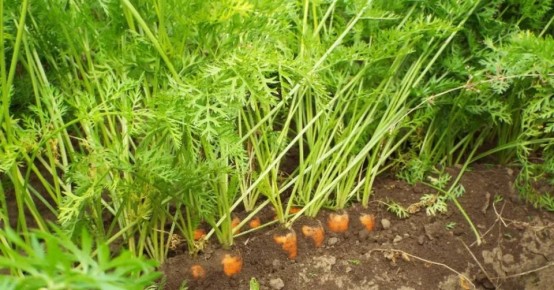 ������������ ������ ������ ����: ������� ������� ����� �������