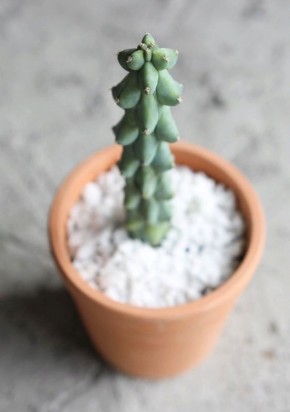 ������, ������� ������ ���� ����� ������