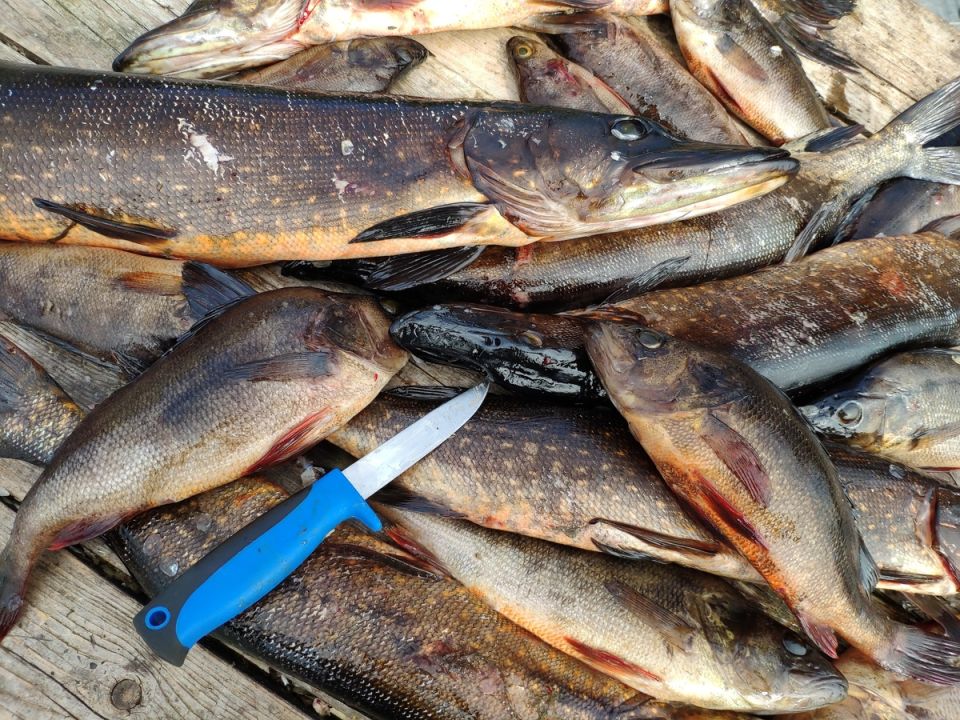 ��� ������ ��������� �������� ����: ������ ��������