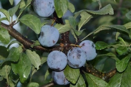 ������� �����������: ���� �� ������ ������� ���������