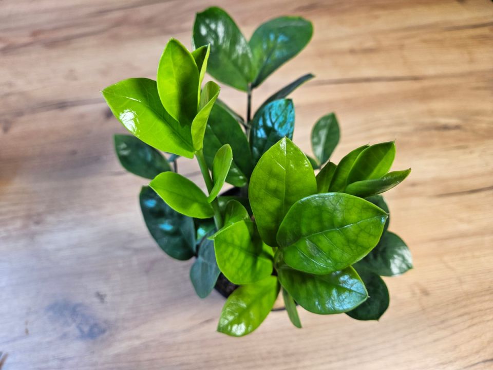 ��������� ����������� �������������: ��� ��������� ������� �������� � �������� ����� ����� �� �����