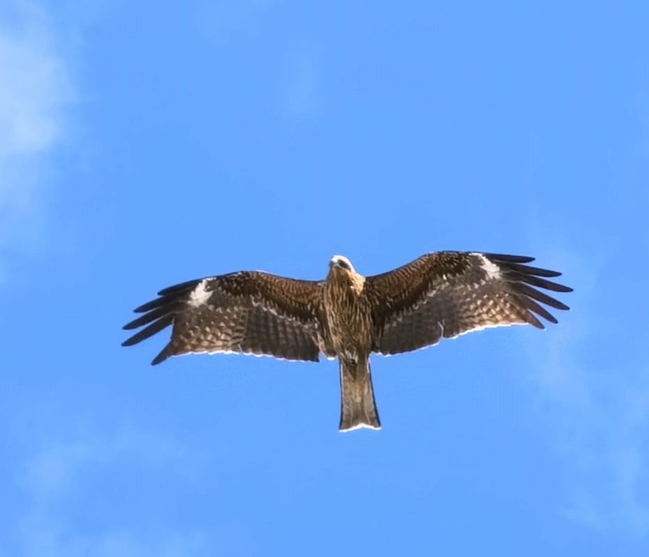 �������������� �������� �� ����������� ���������