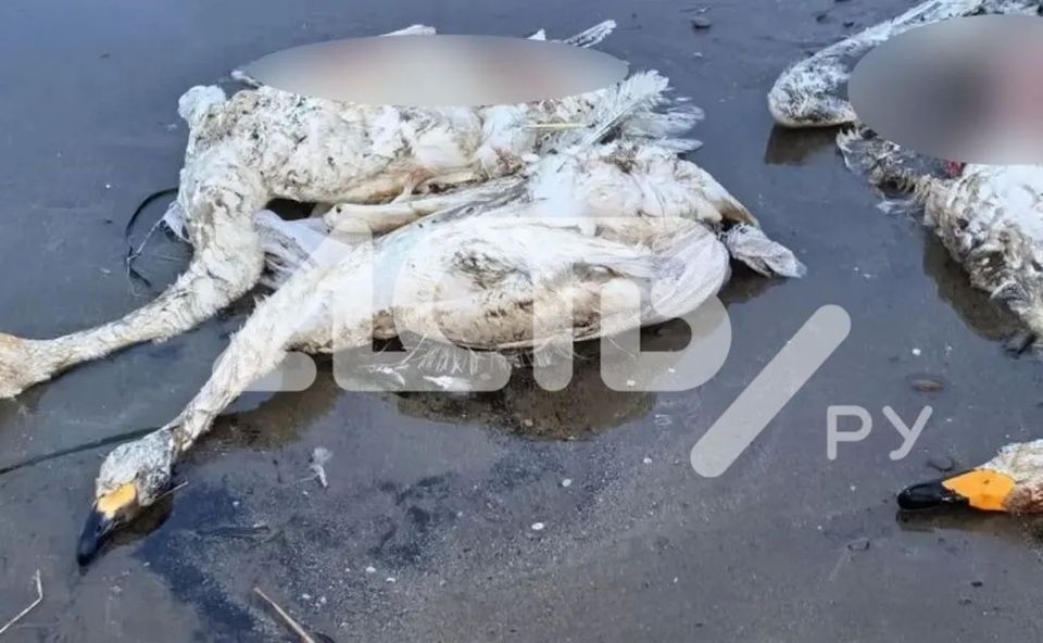 ��������: "����������� ������������� ������� ��������� �� ����� �� ����������"