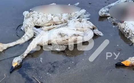 ��������: "����������� ������������� ������� ��������� �� ����� �� ����������"