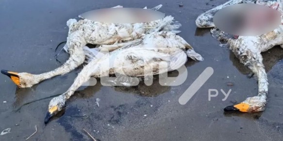 ��������: "����������� ������������� ������� ��������� �� ����� �� ����������"