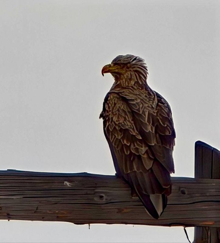 �������������� �������� ���������� ������