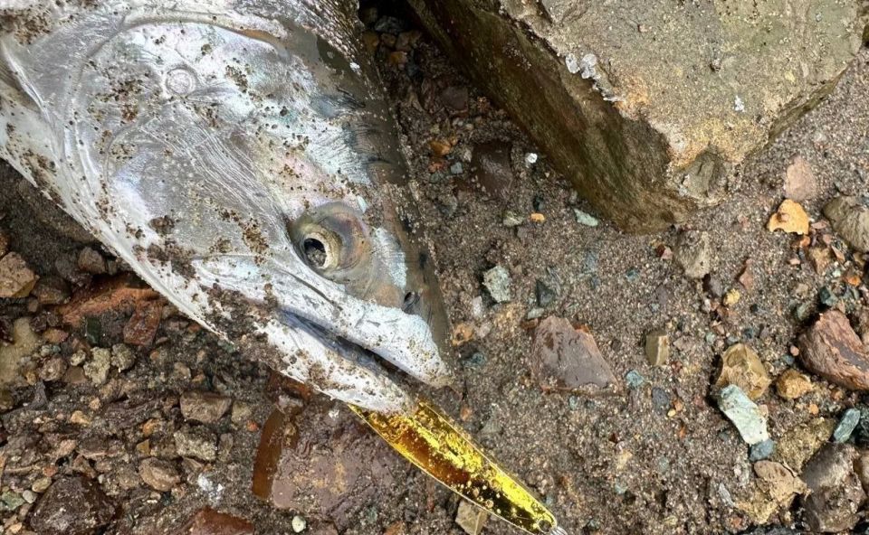 ���� �����: ��������� ���������� ������� �������