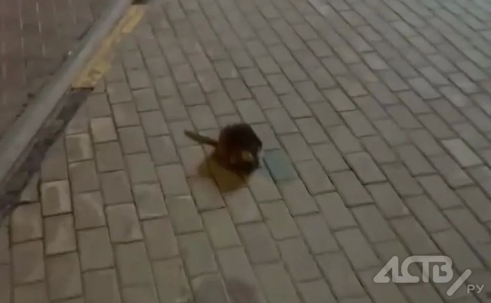 ������������� ������� ������������� �� ���� ���������� ����-����������