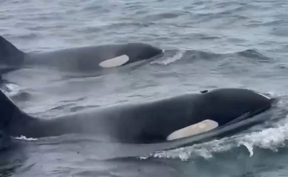 ������� �������� ��� ����� ��������� �� ��������