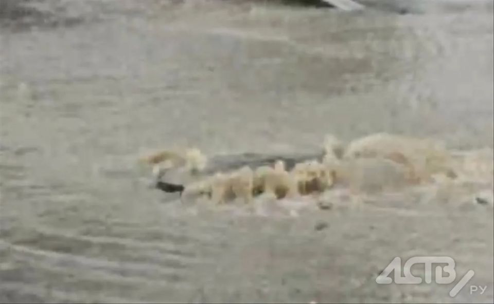 ������ �����, ����� - ������: �������� ���� � ����-���������� �������� �� ����